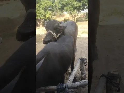 #Buffalo_BuLL #animal_meting #wildlife #wolfdog #best_cow #best_murra #wild_animal #murra_jhota