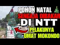Bi4dab❗️ Pohon Natal 🎄 di NTT Dibakar oleh OTK