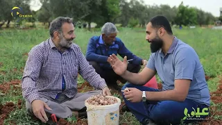 شاهد كم سعر الزعفران وكيف يزرع 