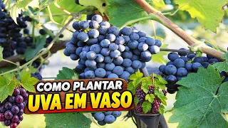 🍇 MORRIA E NÃO SABIA! 😱 É ASSIM QUE SE PLANTA UVA NO VASO!
