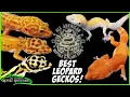 BEST LEOPARD GECKOS AT THE ALL AMERICAN REPTILE PLANT EXPO April 2025