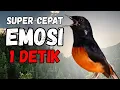 Download Lagu EMOSI 1 DETIK‼️ MURAI BATU GACOR PAGI-SIANG-MALAM AMPUH BUAT PANCINGAN MURAI BATU AGAR CE;PAT BUNYI