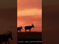 Download Lagu African Safari Music:Kevin Mcloud