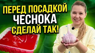 Посадка озимого чеснока - просто воткнуть не получится. Зачем обрабатывать  чеснок перед посадкой?