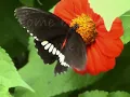 Jamiroquai - Butterfly lyrics video