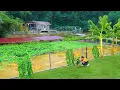 Download Lagu Build a Sturdy Trellis For Growing Gourds And Squash by Welding Iron Pillar And Many Iron Bars