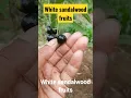 Download Lagu White sandalwood fruits 🍒#chandan#sandalwood#pushpa