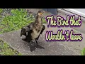 Download Lagu The bird that wouldn´t leave - a song about a Cormorant