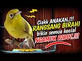 Download Lagu Ciak Ciak Anakan Kecial Kuning PERANGSANG BIRAHI‼️Bikin Semua Kecial RIBUT NGAMUK‼️| PEPADU KECIAL