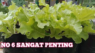 7 tips menanam sayuran di polybag