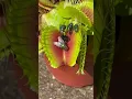 How many flies did the Venus flytrap catch Bug eating plant multi catch