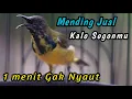 Lagu SOGON TROTOLAN NGERIWIK NEMBAK SANGAT JITU UNTUK PENGGACOR SEMUA SOGON‼️HITUNGAN DETIK IKUT GACOR