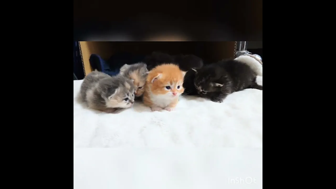動画