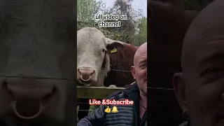 Https Youtu Be 3X0 70pdzaQ Si WTqyOMzj06vBs7l1 Coffeetime Bulls Funny 