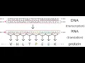 DNA Coding Regions Pretending to Work with Protein Sequences