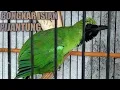 Download Lagu CUCAK IJO Bongkar Isian Tembakan Pijantung Satu Titik,Cocok Buat Masteran.
