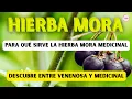 Nightshade Real Medicinal Benefits vs Deadly Dangers Ultimate Guide