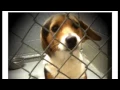 Operation Freedom Ride from Wise Co Va Animal Shelter