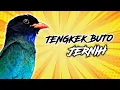 Download Lagu Masteran Burung Tengek Buto Speed Lambat Suara Jernih Durasi Panjang 1 Jam Ngerol Rapat Ampuh Juara