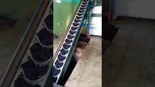 مراحل إنتاج زيت الزيتون 