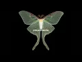 Burial & Four Tet - Moth