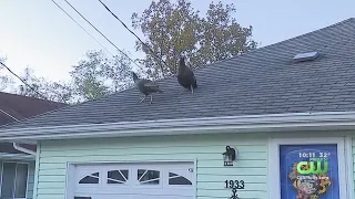 NJ Outlines Plan To Trap Wild Turkeys Terrorizing Toms River Community