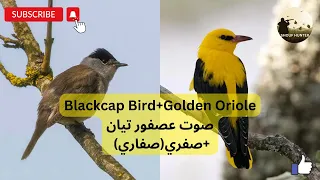                             صوت عصفور تيان  صفري صفاري  دندنها
