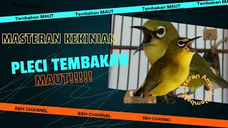 Download Masteran Pleci Tembakan Maut#pleci#tembakan#masteran#maut MP3