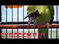 Download Lagu CUCAK IJO TEMBAKAN KUNTILANAK | MUDAH DITIRU !!!