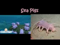 Download Lagu 🐠 Octonauts Creatures in Real Life Part 4 🐳🐬🐟🐠🐡🦈🐧 Creature Report