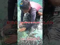 Download Lagu Berapa lama pembesaran Ikan Gabus ?