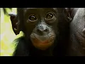Things You Probably Didn't Know About Cute Bonobos | National Geographic