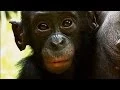 Things You Probably Didn t Know About Cute Bonobos National Geographic