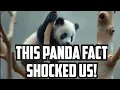 45 Panda Surprising Facts Rare Animals With Strange Behaviour