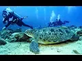 Lagu Maldives Deep South Diving 4k