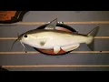 Bad to the bone cool catfish