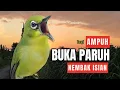 Lagu Terapi Pleci Malam Hari Agar Cepat Buka Paruh