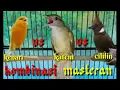 Download Lagu MASTERAN KOMBINASI cililin,kapas tembak dan kenari