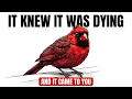 What a Dying Bird Does in Its Final Hours And Why It Comes to You