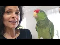 Amazon Parrots Do They Make Great Talking Cuddly Pets