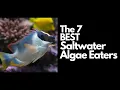 The 7 Best Saltwater Algae Eaters