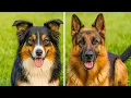 German Shepherd Border Collie Mix Pros Cons and Real Life Care