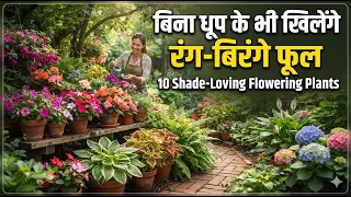 बिना धूप के भी खिलेंगे रंग-बिरंगे फूल! 🌸 9 अनोखे Flowering Plants | 9 Shade-Loving Flowering Plants