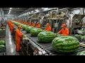 Lagu Inside a Modern Watermelon Factory: From Fresh Watermelon to Delicious Desserts (The Whole Process)