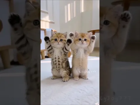 baby kitten: wanna dance with me? 🐱💃