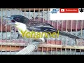 Download Lagu PANCINGAN BUNYI BURUNG CENDET MATAHARI...
