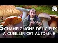 Download Lagu C'est la saison des champignons ! En voici 5 qui sont délicieux !