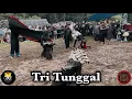 Lagu Tri Tunggal Live Kembang Belor Pacet  || Gumbingan \u0026 Macanan