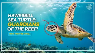 Hawksbill Sea Turtle Guardians of the Reef