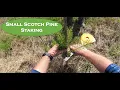 Crooked Scotch Pine Fix It Now Before It s Too Late